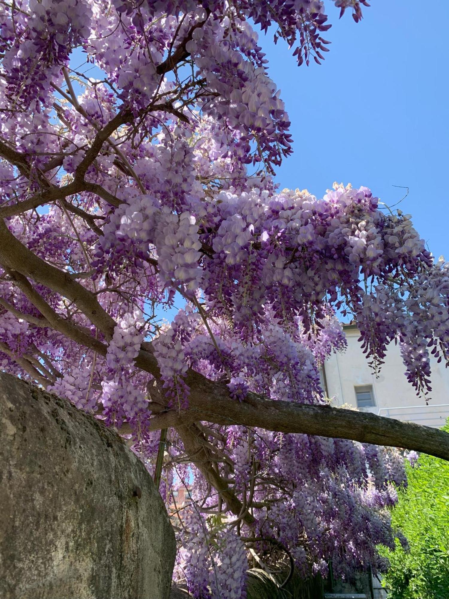 Paradisa28 - Amalfi Pisa Bagian luar foto